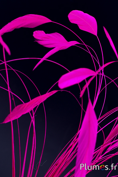 Coquetip - 20-25 cm - fuchsia